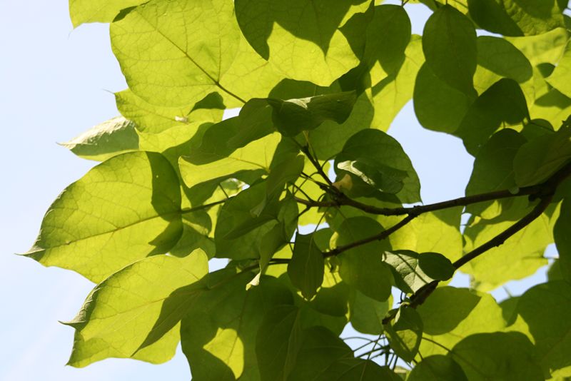 Catalpa Alle Sorten & Arten